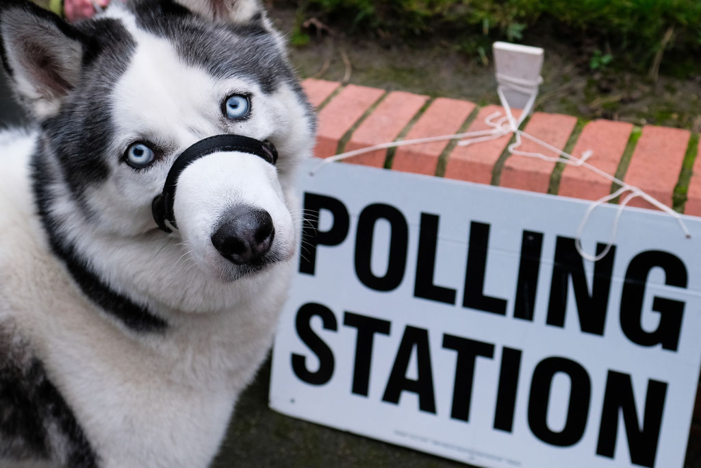 dogs at polling stations 