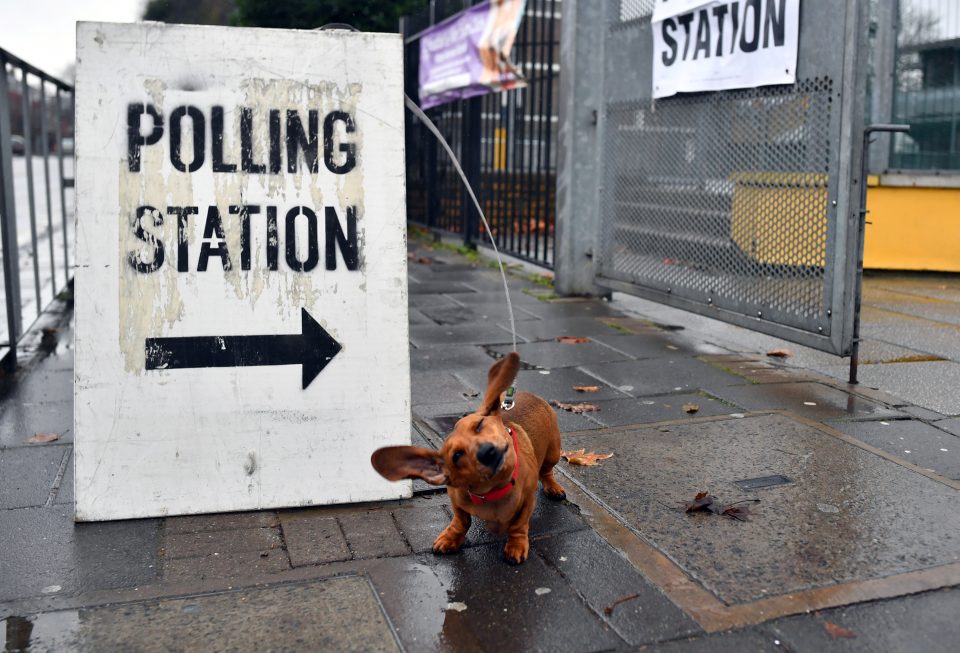 dogs at polling stations 