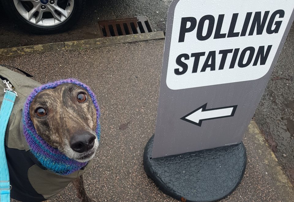dogs in polling stations